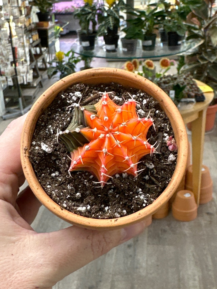 Gymnocalycium mihanovichii 'Hybrid' (#775084515629)