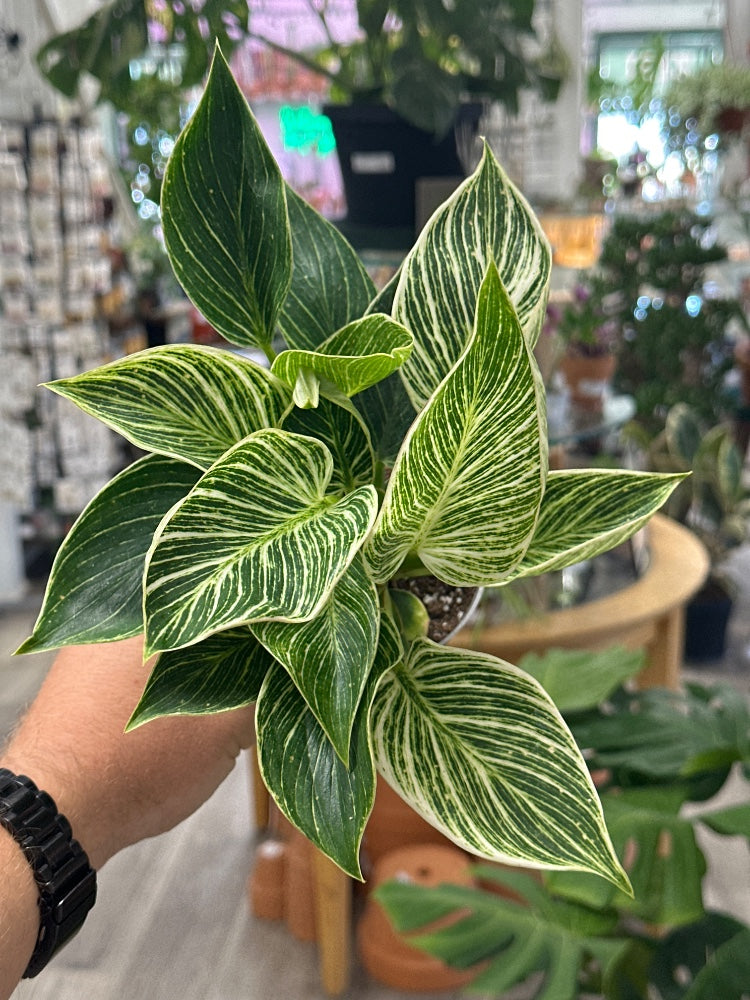 Philodendron Birkin (#621280278592)