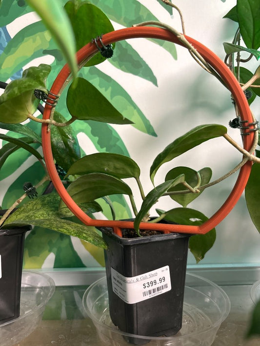 Hoya latifolia 'snow queen' (#636093542)