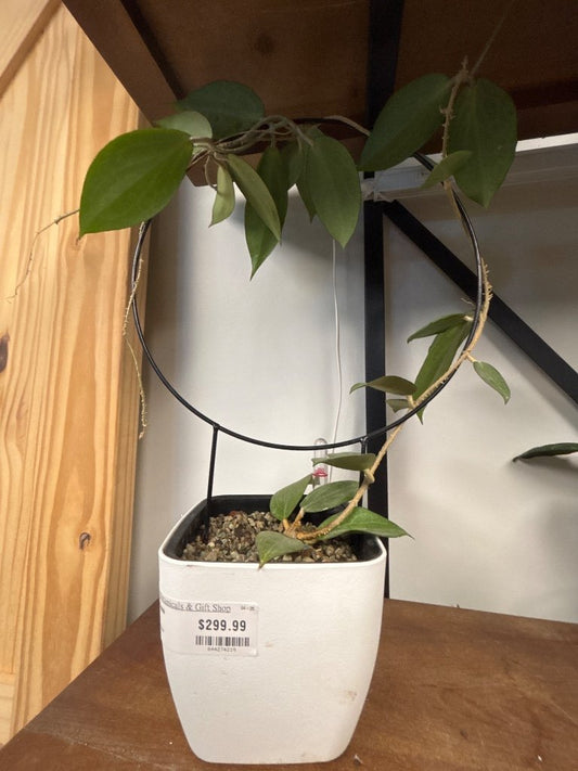 Hoya butleriana (#644274210)