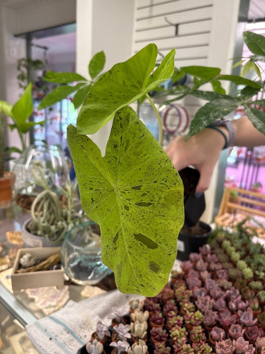 Colocasia Mojito (#162718173)