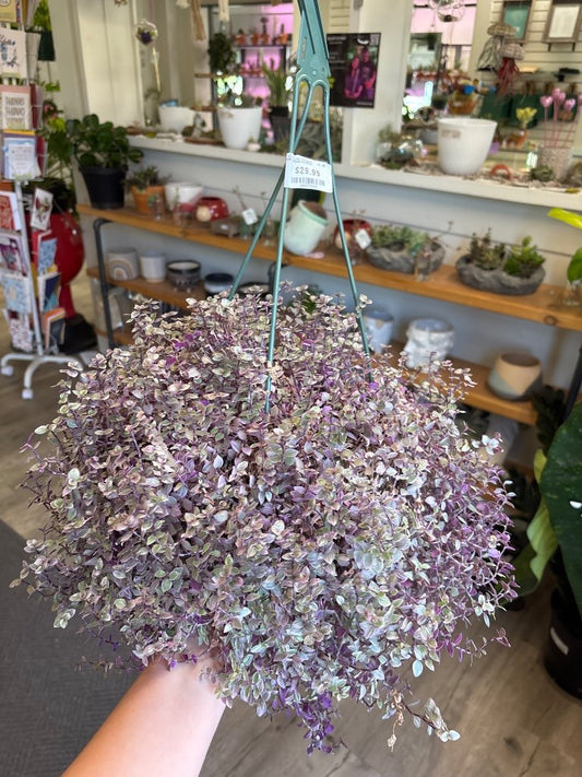 Callisia repens 'Turtle Vine' (#302129894)