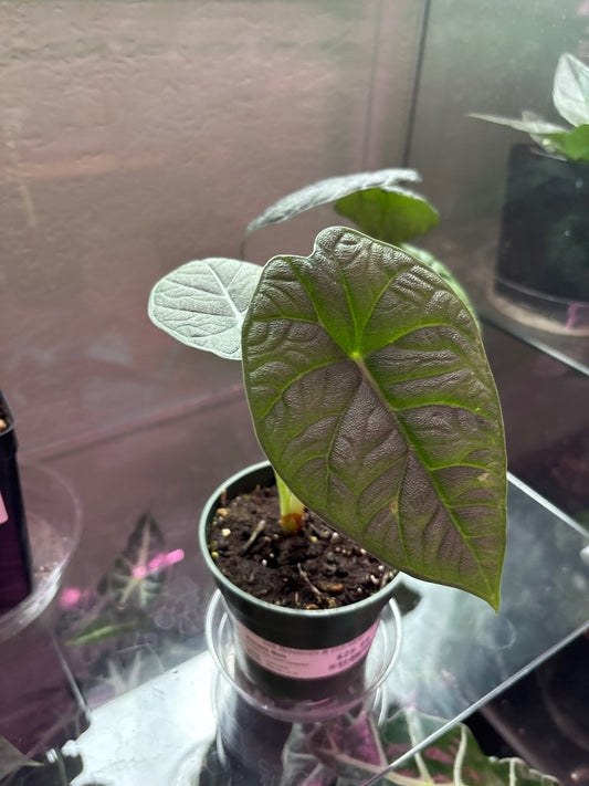 Alocasia Melo 'Sport Variegated' (#662670608)