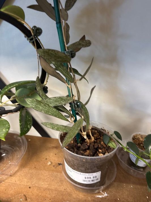 Hoya sigillatis (#593381728)