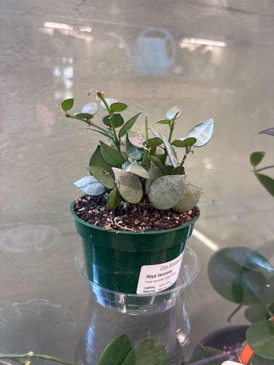 Hoya lacunosa 'Super Silver' (#504140377)