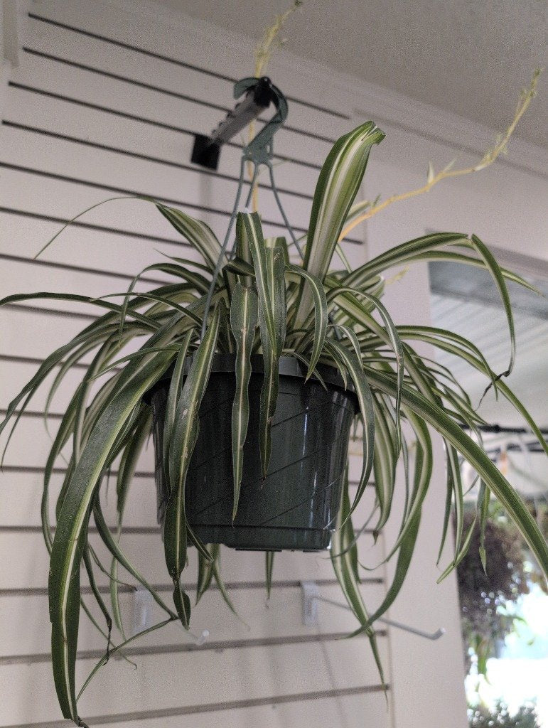 Chlorophytum comosum 'Spider Plant' (#307587009)