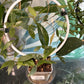 Hoya sigillatis 'sp sigillatis DD0034' (#945675676)