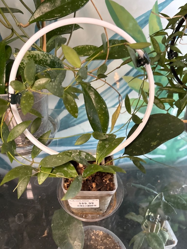 Hoya sigillatis 'sp sigillatis DD0034' (#945675676)
