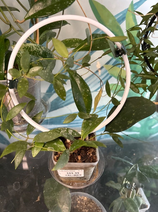 Hoya sigillatis 'sp sigillatis DD0034' (#945675676)
