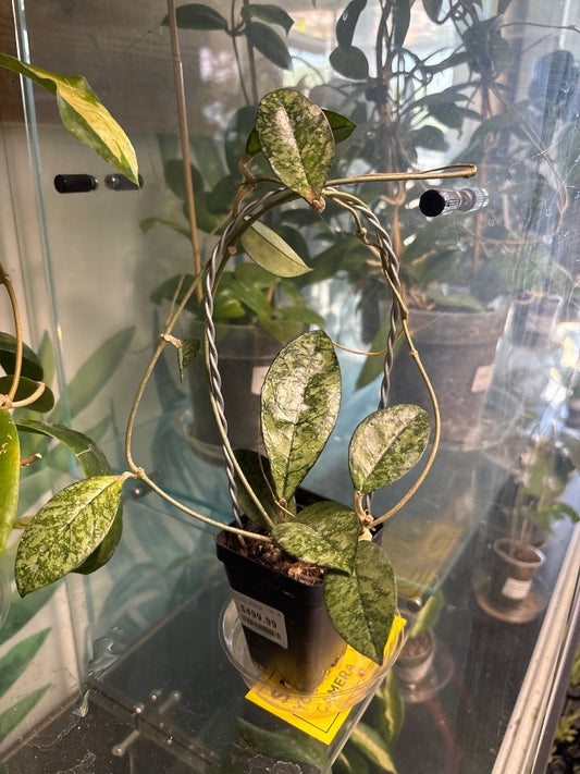 Hoya crassipetiolata 'olata splash Vietnam' (#169116237)