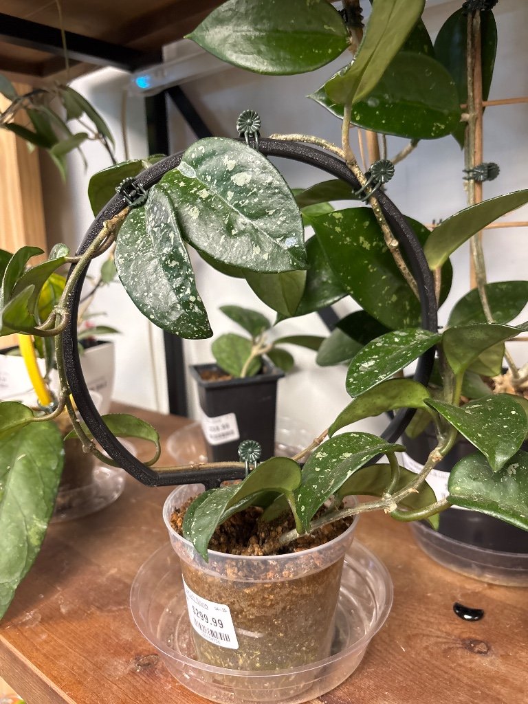 Hoya carnosa 'SMS June' (#389754736)