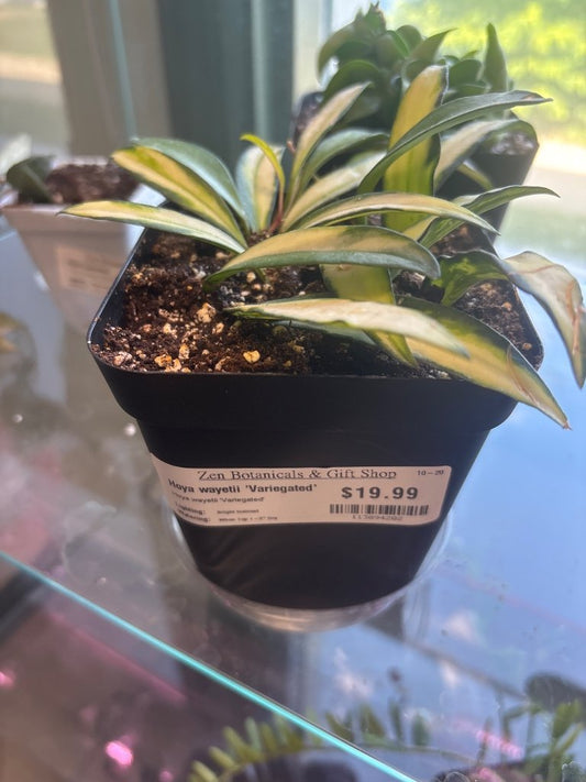 Hoya wayetii 'Variegated' (#113094202)