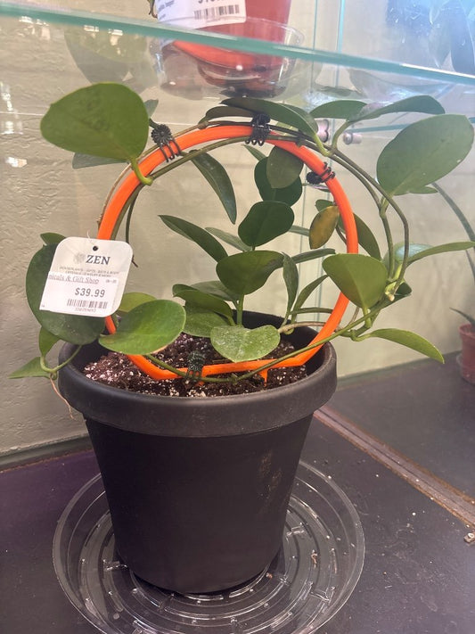 Hoya australis (#330359093)