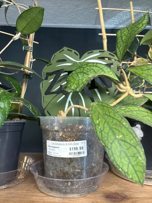 Hoya tanggamus (#657295697)