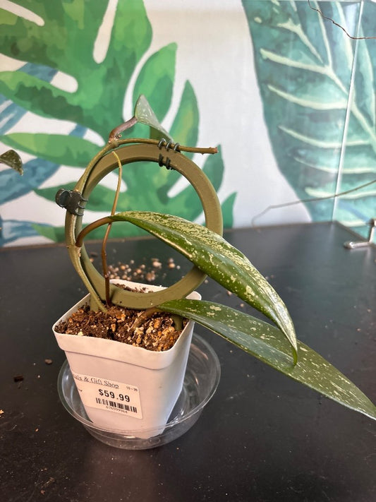 Hoya pubicalyx 'Pink Silver Ghost' (#676599964)