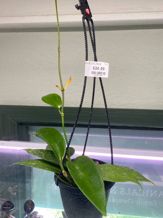 Hoya Benitotanii (#2070054201)
