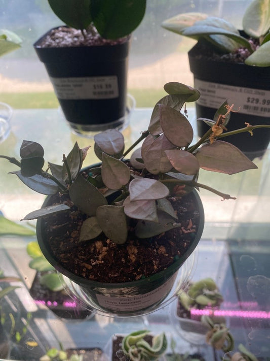 Hoya lacunosa 'Super Silver' (#781643798)