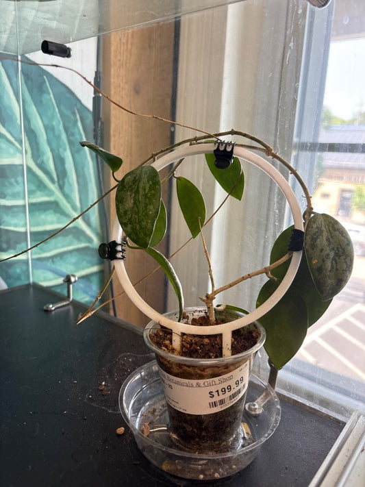 Hoya MA-20 (#975336447)