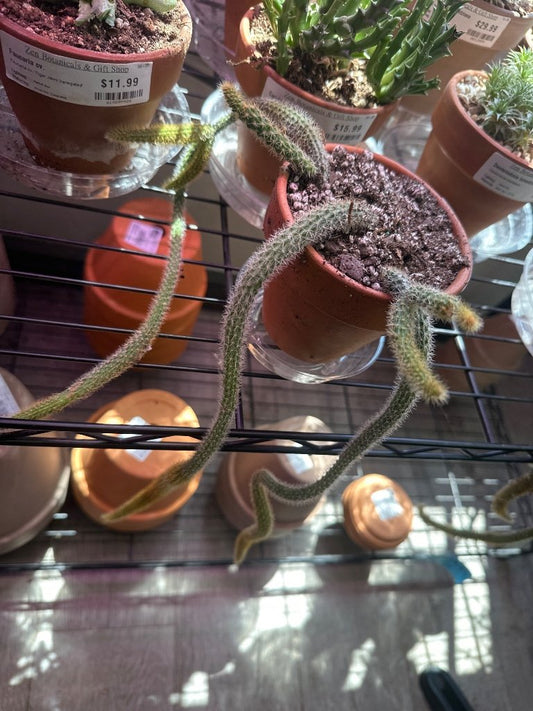 Aporocactus flagelliformis 'Rat Tail Cactus' (#630876290)