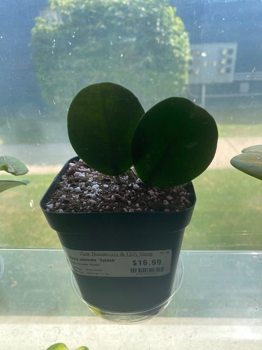 Hoya obovata 'Splash' (#6187283222)