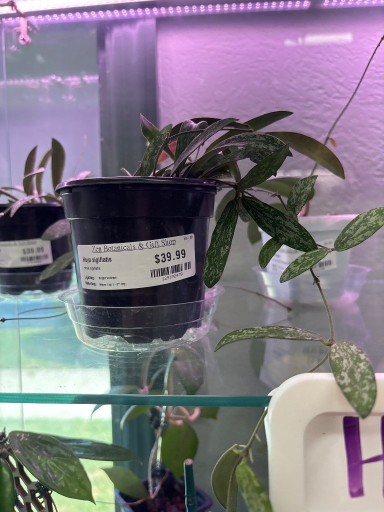 Hoya sigillatis (#129192478)