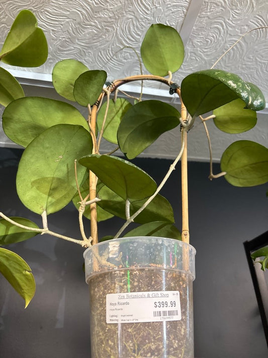 Hoya Ricardo (#178699577)