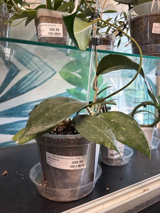 Hoya lampung (#306234765)