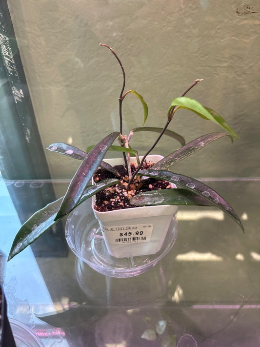 Hoya minibell splash (#865031716)