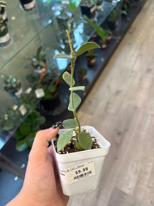 Hoya nummurlariodes (#5073483627)