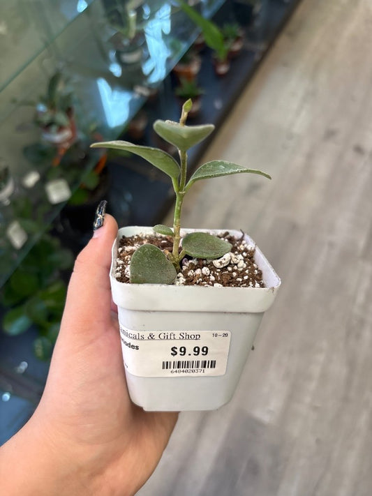 Hoya nummurlariodes (#6484020371)