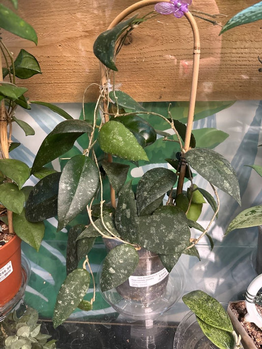 Hoya caudata sumatra (#253400221)