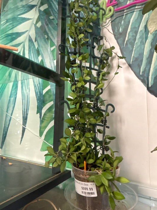 Hoya pubera (#759376223)