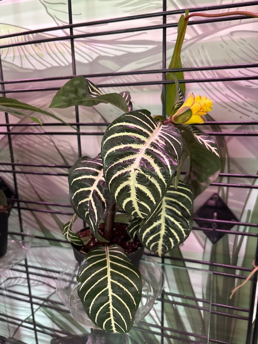 Alphelandra squarrosa 'Zebra Plant' (#225236635)