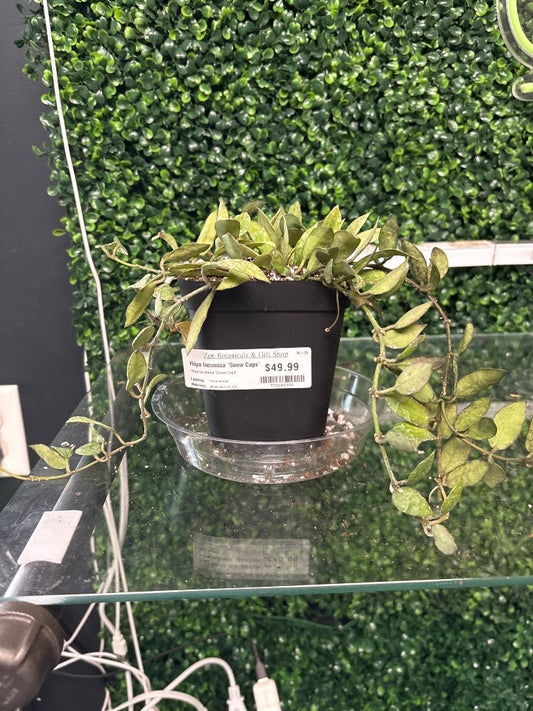 Hoya lacunosa 'Snow Caps' (#592806406)