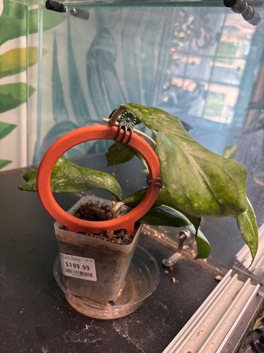 Hoya cv. 'Swiffers Treat' (#287505371)