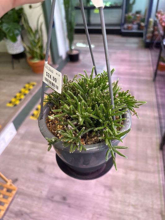 Rhipsalis prismatica (#545785960)