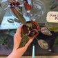 Philodendron erubescens 'Pink Princess Marble' (#106974658)