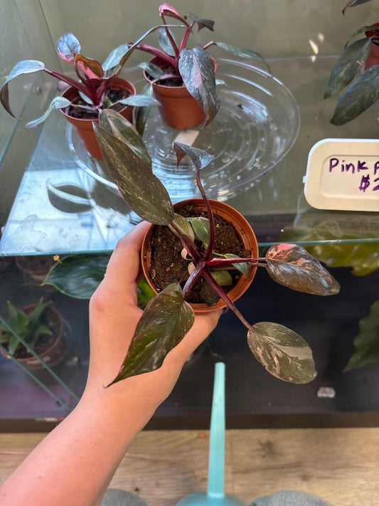 Philodendron erubescens 'Pink Princess Marble' (#106974658)