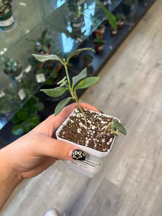 Hoya nummurlariodes (#4955773306)