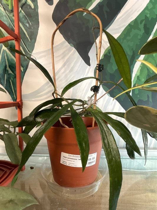 Hoya sulawesiana 'red' (#393985603)