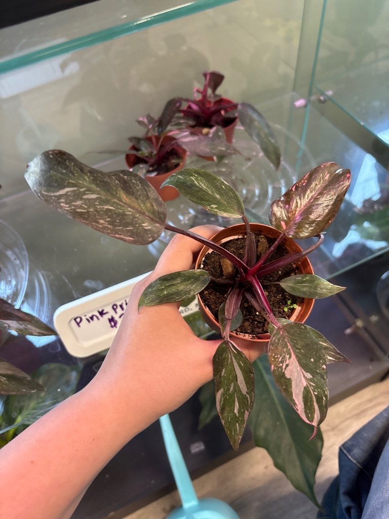 Philodendron erubescens 'Pink Princess Marble' (#745165741)