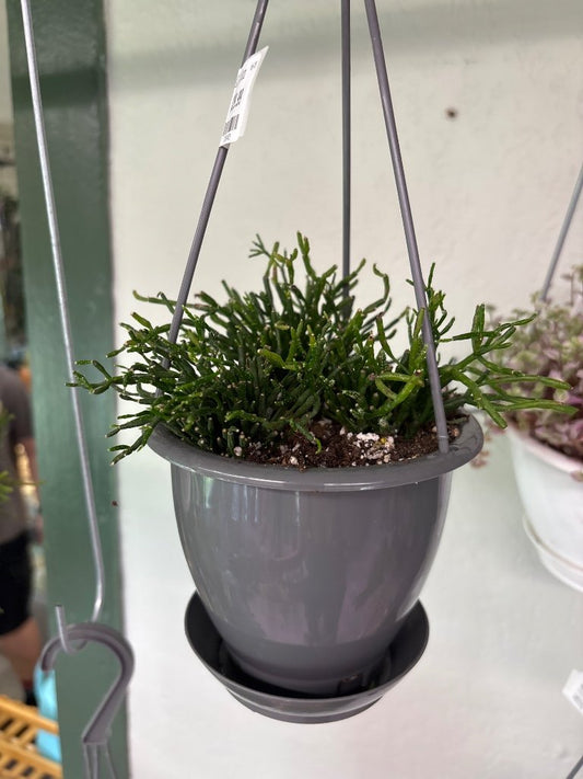Hatiora salicornioides 'Dancing Bones' (#733034029)