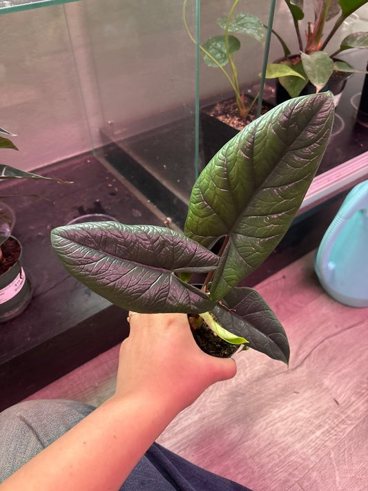 Alocasia Scalprum (#134622749)