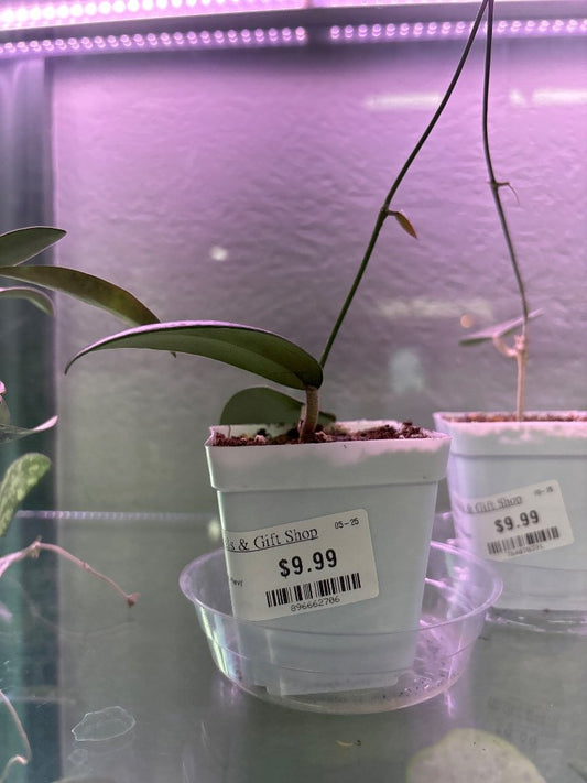 Hoya Acuta 'Outer Variegated (Rev)' (#896662706)