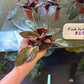 Philodendron erubescens 'Pink Princess Marble' (#106974658)
