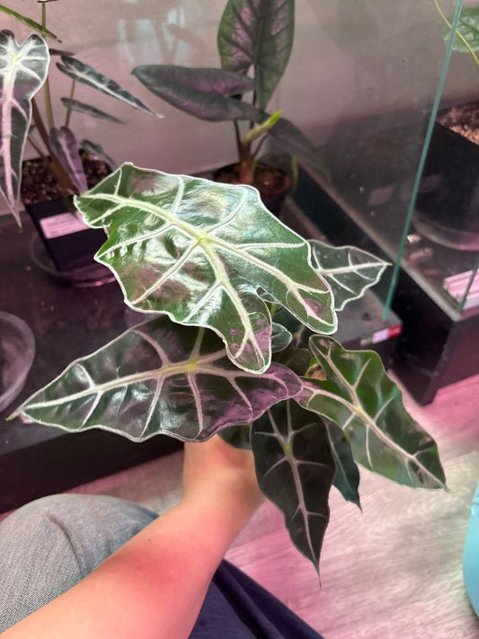 Alocasia cv. 'Polly' (#046507770)