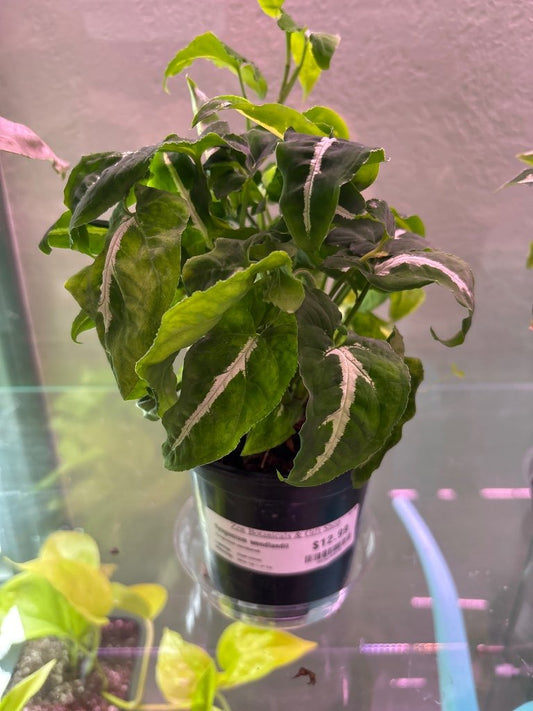 Syngonium wendlandii (#055230875)