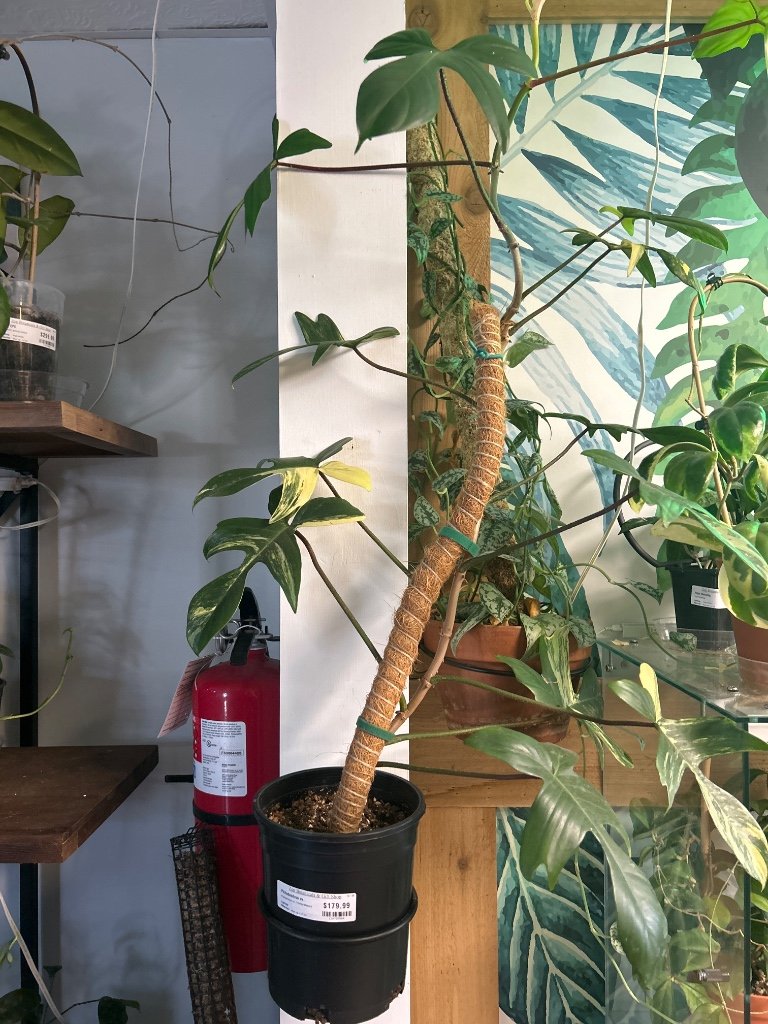 Philodendron cv. 'Florida Beauty' (#139785584)