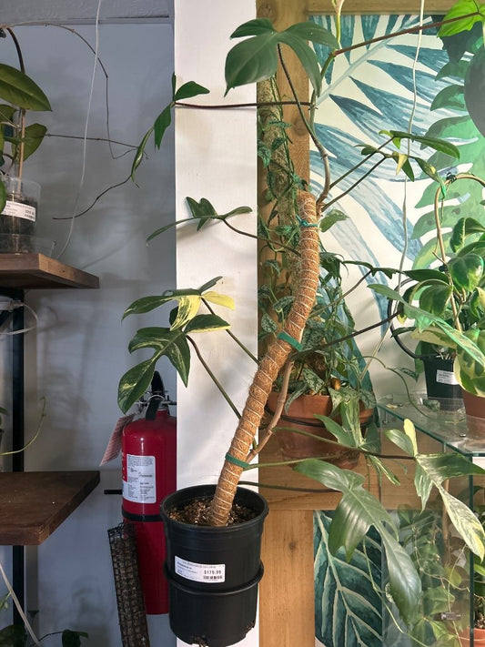 Philodendron cv. 'Florida Beauty' (#139785584)