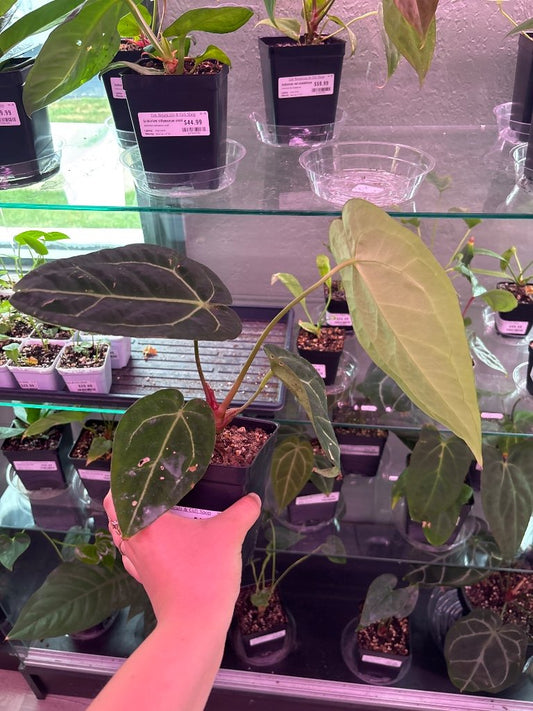 Anthurium noID (#508706793)